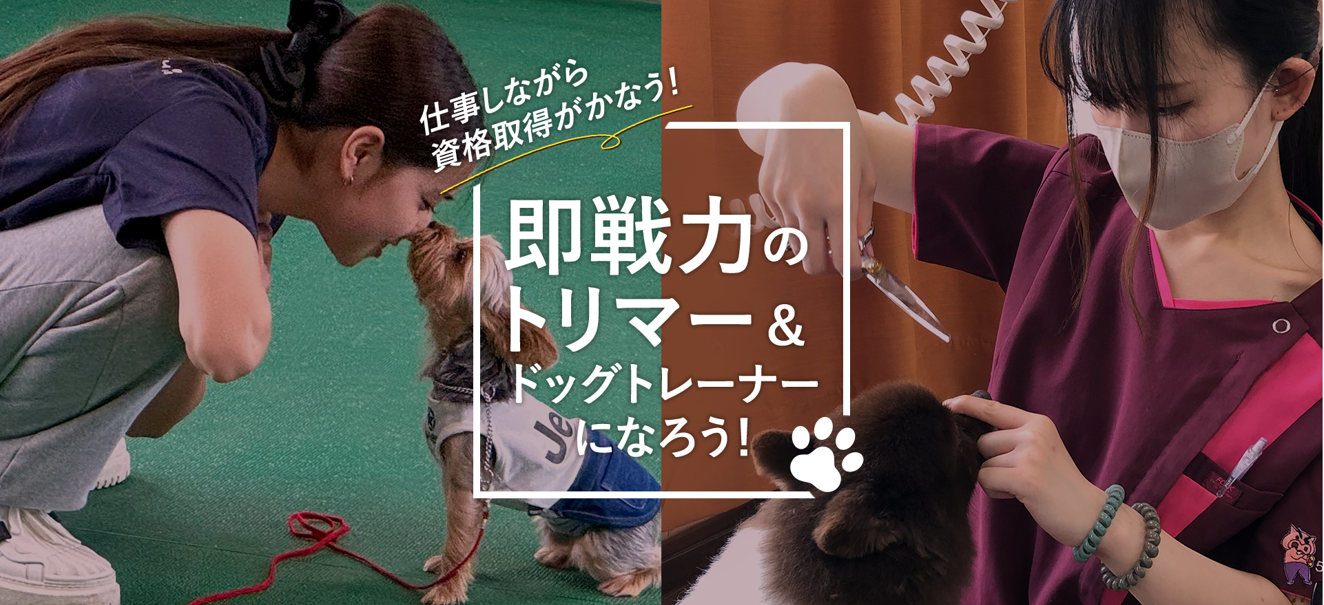 即戦力のトリマー&ドッグトレーナーになろう