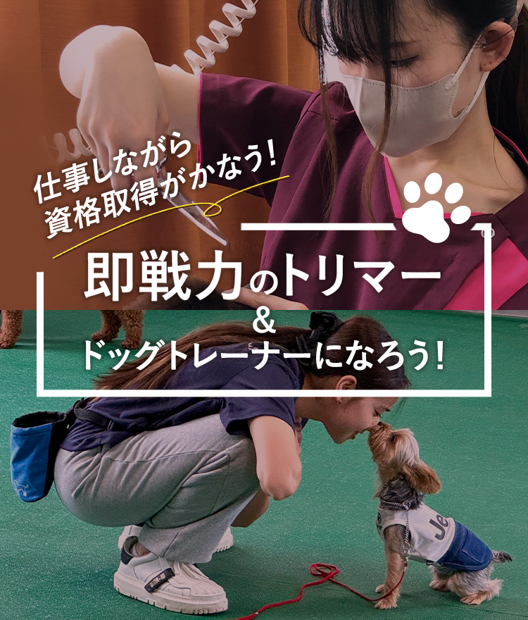 即戦力のトリマー&ドッグトレーナーになろう